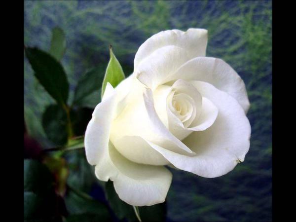 Rosa bianca = Un cuore che non conosce l'amore