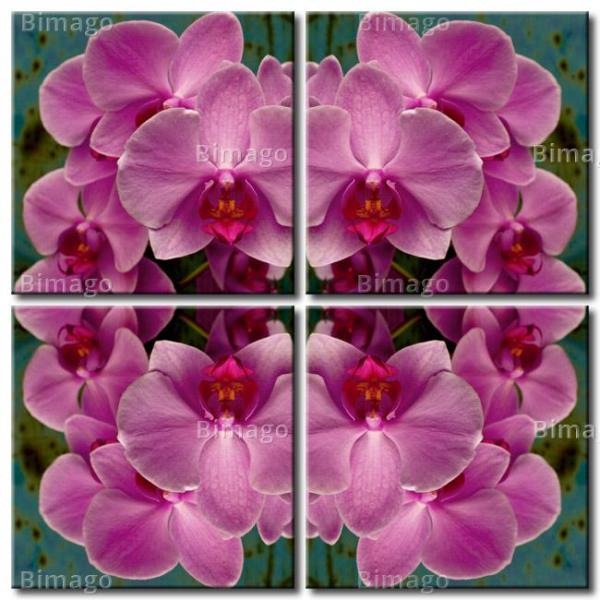 Kaleidoscope d'orchidée