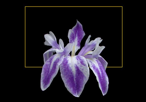 Iris kaleidoscopic