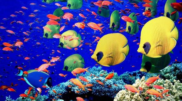Coral reef kaleidoscope