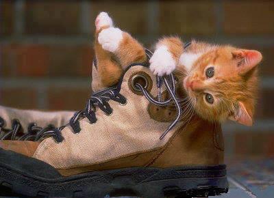 Cat inside a boot