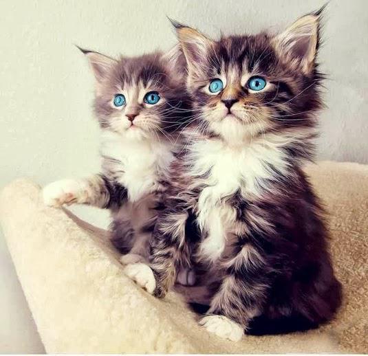 Blue-eyed cats