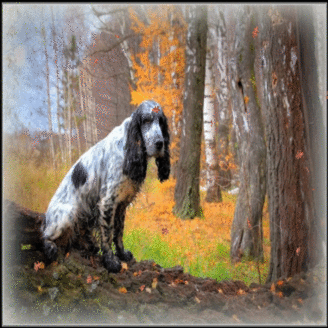 Un chien en automne