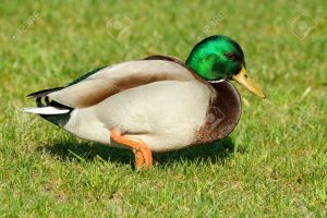 The mallard or wild duck (Anas platyrhynchos) is a dabbling duck. The male birds (drakes) have a glossy green head and are grey on wings and belly. Mallards live in wetlands, eat water plants and small animals, and are gregarious.
