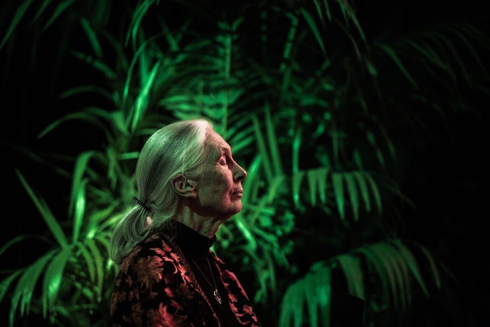 My Life with the Chimpanzees - Jane Goodall